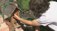 Ako do záhrady prilákať hmyz, ktorého je čoraz menej? Odborník prezradil niekoľko trikov
