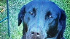 Braňo Mojsej smúti. Slávny Kusaj mu zomrel v náručí