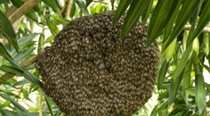 Do Európy sa dostal nový invázny druh včiel z Ázie. Včelári bijú na poplach