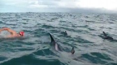 To sa len tak nevidí: Plavec zbadal žraloka, v tom sa zjavili delfíny