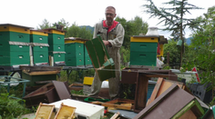 V Ružomberku sa stupňuje zúfalstvo. Medvede už chodia medzi domy a ničia včelie úle