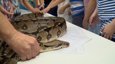 Odmena či trest? Deťom odovzdával vysvedčenie obrovský had