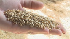 Napätie sa stupňuje. Poľnohospodári pre situáciu ohľadom obilia z Ukrajiny nevylučujú protesty