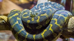 FOTO: Špeciálni čierni pasažieri v lietadle. Muž v kufri prenášal 10 hadov