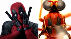 V Austrálii objavili nové druhy hmyzu. Mená dostali po hrdinoch z komiksov