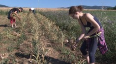 Slovenský cesnak dozrel a je kvalitný. V obchodných reťazcoch ho však nenájdete