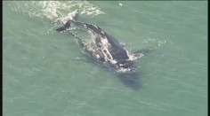 Nikto nechce prísť o mamu. Veľrybie mláďa tu svoju zachránilo pred strašnou smrťou