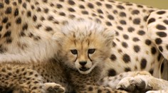 Indický plán na obnovu populácie gepardov má nedostatky. Za posledný týždeň zahynuli tri mláďatá