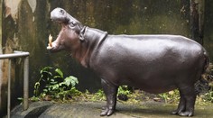 Muža napadol hroch. Myslel si, že ide o jeho posledné chvíle života