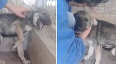 Opustené šteňa vydávalo žalostné zvuky. Pukne vám srdce