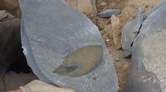 Vedci objavili fosíliu dávneho predátora, ktorý tvarom tela pripomína vesmírnu loď