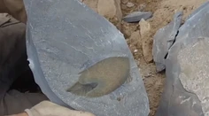 Vedci objavili fosíliu dávneho predátora, ktorý tvarom tela pripomína vesmírnu loď