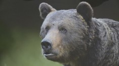 Na Slovensku žije rekordné množstvo medveďov. Tento bol najväčší