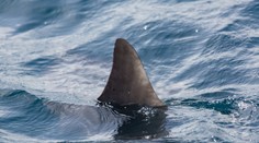 Žraloky v Stredozemnom mori: Zoznam krajín, v ktorých zaznamenali najviac útokov