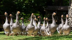 Je ohrozené, že si nekúpite slávne foie gras?