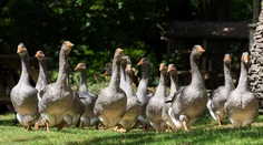 Je ohrozené, že si nekúpite slávne foie gras?