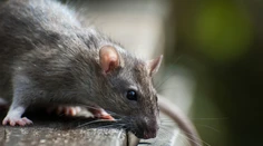 Potkan zapríčinil, že lietadlo muselo desať dní zostať na zemi