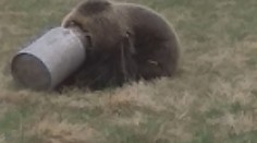 Medveďovi z Liptova uviazla hlava v kanve na mlieko: Po hore sa takto túlal niekoľko dní