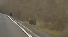 VIDEO: Nikto presne nevie, čo to bolo. Kamera v obci pri Hlohovci zachytila neďaleko obydlí veľké zviera