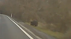 VIDEO: Nikto presne nevie, čo to bolo. Kamera v obci pri Hlohovci zachytila neďaleko obydlí veľké zviera