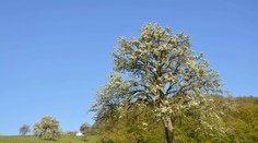 Hruška, na ktorú sú Bošáčania hrdí! Takto obstála v súťaži Európsky strom roka