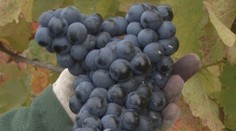 Nadýchaná bublanina s lesným ovocím