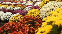 Vedci z NASA objavili kvety, ktoré vám doma prečistia vzduch