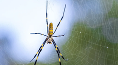 Spojenými štátmi sa šíri invazívny druh pavúka. Vedcov šokovali jeho vlastnosti