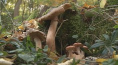 Muž z východného Slovenska našiel dvakrát väčšiu hubu, ako sa uvádza v literatúre