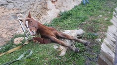 Kôň sa prepadol do šachty s ľadovou vodou. Vyťahovali ho niekoľko hodín
