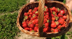 Chcete si nazbierať jahody? Pozreli sme sa na to, kde zaplatíte najmenej