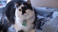 Šialená mačka zranila bábätko a celú rodinu držala ako „rukojemníkov“