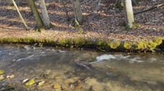 Rarita v Považskej Bystrici. Do centra mesta sa nasťahoval bobor