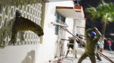 Divá šelma vyvolala v meste paniku. Vbehla do nemocnice i do kina