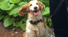 Za sučku dala fľašku pálenky a 10 eur, aby jej mohla pomôcť: Ajka žila v koterci plnom výkalov