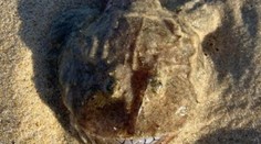 Žena počas prechádzky na pláži natrafila na čudesného tvora. Mal vypúlené oči a tenké zuby