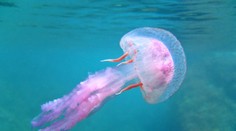 Perla Jadranu má problém. Tieto chorvátske pláže zaplavili medúzy