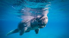 Morský živočích, ktorý inšpiroval vznik mýtov o morských pannách, v Číne prakticky vyhynul