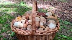 Slováci chodia z lesov s plnými košíkmi. Schyľuje sa k hubárskej žatve (+ mapa výskytu)