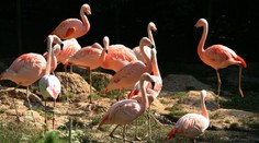 Plameniak z bojnickej ZOO sa dožil neuveriteľného veku. Viacerí jeho bývalí ošetrovatelia sú už dávno po smrti