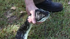 Pytón zjedol psíka priviazaného v búde. Z papule mu trčala len retiazka