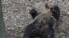 Strieľať ich či premiestňovať? Problémové medvede stále zamestnávajú hlavy odborníkov