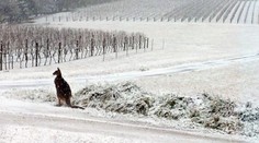 Východ Austrálie zažíva snehovú pohromu