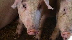 Čína zakázala dovoz ošípaných zo Slovenska, boja sa afrického moru