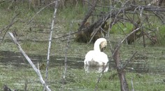 Osamelá biela labuť hniezdiaca pri ceste púta pozornosť okoloidúcich. Pýtajú sa, čo tam robí