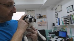 Precestoval kus sveta. Pes, ktorého vyplašil delobuch a našli ho až v Lotyšsku, je už doma