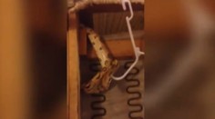 Šokujúce video: Zo sedačky z "druhej ruky" im po mesiacoch vyliezol had