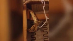 Šokujúce video: Zo sedačky z "druhej ruky" im po mesiacoch vyliezol had