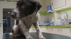 Z osady sme vzali zúbožených psíkov. Obyvatelia nás napadli palicami a kameňmi