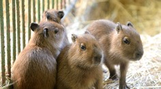 V košickej zoo majú unikátny prírastok. Poznáte tieto zvieratká?